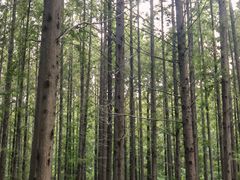 -黄海国家森林公园