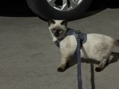 -天使宠物医院·犬猫分诊(彩虹店)