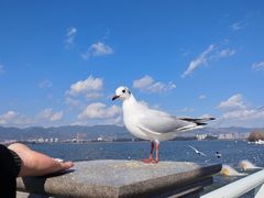 -海埂大坝