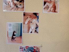 -喜柴咖啡·柴犬狗咖