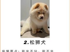 -申普宠物医院·心脏介入·心血管微创(总院)