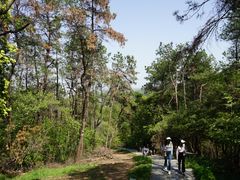-青龙山国家森林公园