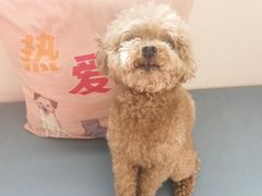 -美联众合动物医院·24h京西诊疗中心