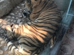 -五龙山野生动物王国