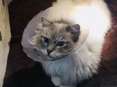 -宠爱国际动物医院·消化内科·心肾内科·ISFM猫友好(望京店)