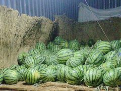-杨氏青龙虾·羊蝎子(托乐嘉店)