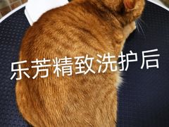 -汪小喵宠物·戴维斯乐芳希施宠馨宝皮毛调理洗护店