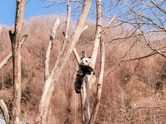 -卧龙中华大熊猫苑神树坪基地