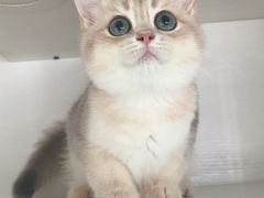 -东方名猫馆·英短金渐层布偶猫舍(环线广场1号楼店)