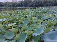 -莲花池公园