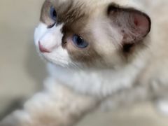 -藏猫猫咖啡主题馆(中央大道店)