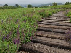 -君乐宝优致牧场