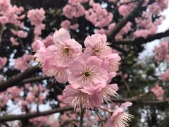 -杭州植物园