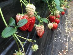 -大自然农场蔬菜草莓采摘园