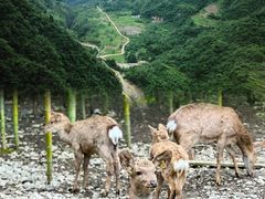 -鹿院坪生态旅游景区