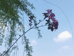 -莫愁湖公园
