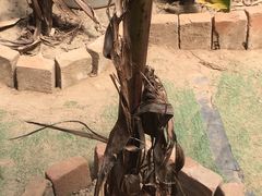 -呀路古热带植物园