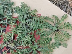 -蒲河岛湿地公园