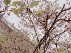 -武汉大学-樱园