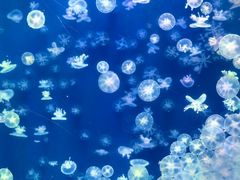 -海合安武汉极地海洋公园