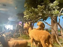 -国家自然博物馆