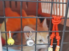 -艾贝尔宠物医院·24H转诊中心·肿瘤猫专科(江宁双龙店)