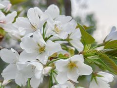 -新虹桥中心花园