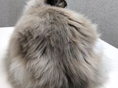 -谐和贝康宠物医院24小时·宠保定点(急重症转诊中心)
