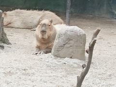 -上海野生动物园