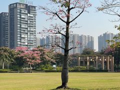 -顺峰山公园