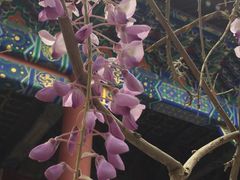 -北京国子监胡同