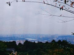 -铁山坪森林公园