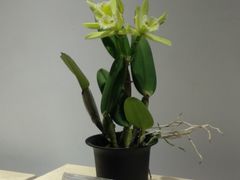 -北京植物园-展览温室