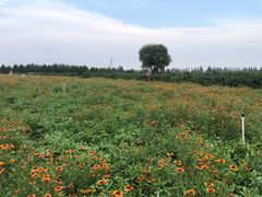 -君乐宝优致牧场