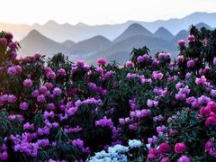 -贵州百里杜鹃风景名胜区