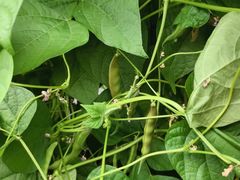 -庞各庄翠芳园西瓜蔬菜基地采摘园