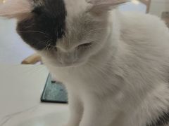 -喵园·猫主题咖啡厅·撸猫·猫咖(国贸店)