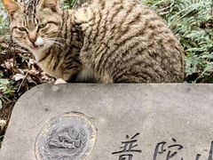 -普陀山风景区-佛顶山