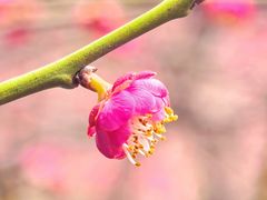 -重庆彩云湖湿地公园