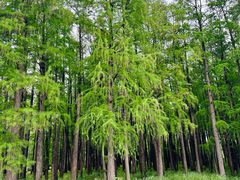 -上海共青森林公园