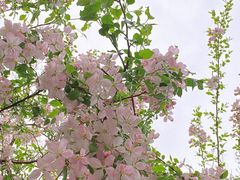 -海棠花溪(元大都城垣遗址公园)
