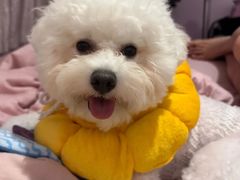 -翊宠yipet猫狗购宠庄园犬舍•猫舍