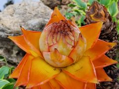 -老黄记手撕烤兔(玉林街店)