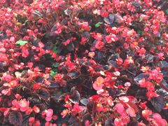 -东南花都花博园