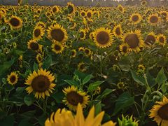 -汉长安城未央宫国家考古遗址公园