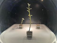 -贝林大翅鲸简餐厅(国家海洋博物馆店)