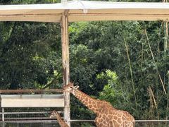 -泉州海丝野生动物世界