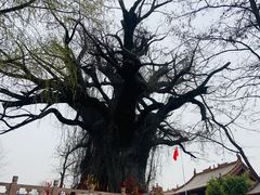 -大槐树寻根祭祖园