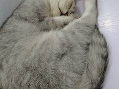 -喵的天空名猫咖啡馆·撸猫·猫舍·用品