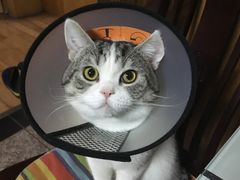 -暖阳宠物医院·犬猫康复中心·骨科